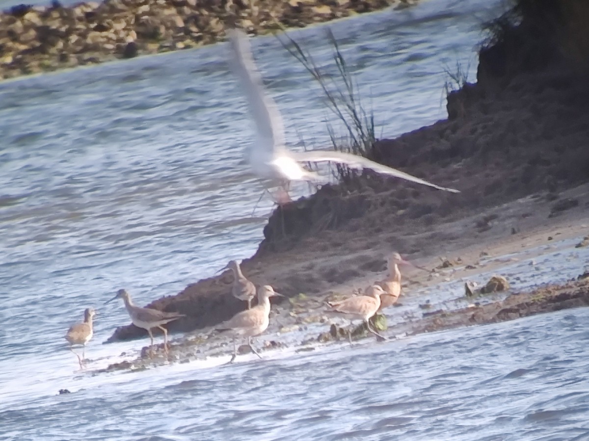 בבואן קרום-אצבעות (מערבי) - ML643142440