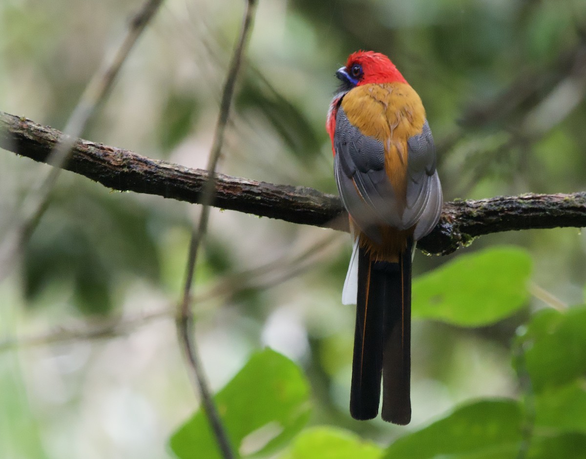 Whitehead's Trogon - ML643142444