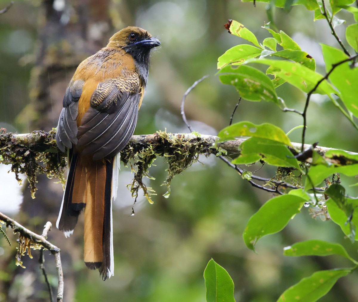 Whitehead's Trogon - ML643142445