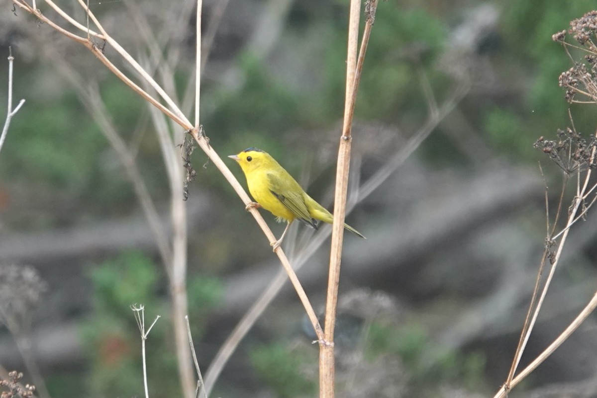 Wilson's Warbler (chryseola) - ML643142458