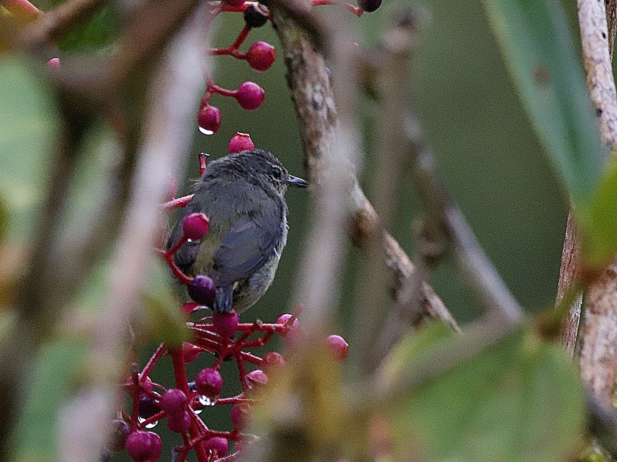 belteblomsterfugl - ML643142472