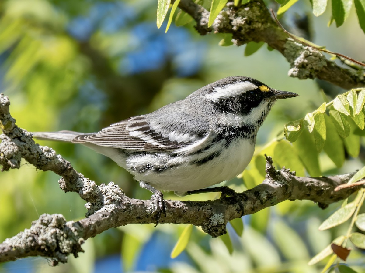 Black-throated Gray Warbler - ML643142498
