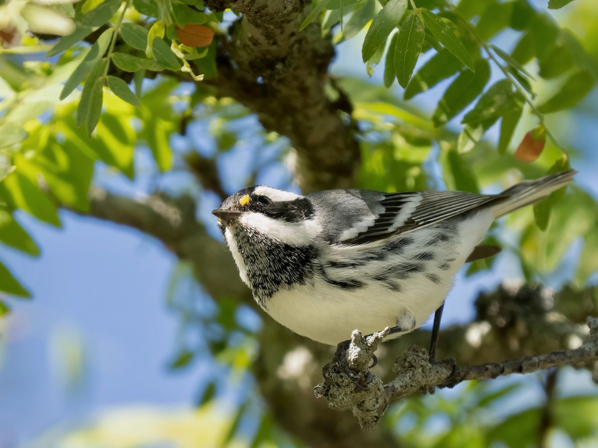 Black-throated Gray Warbler - ML643142499