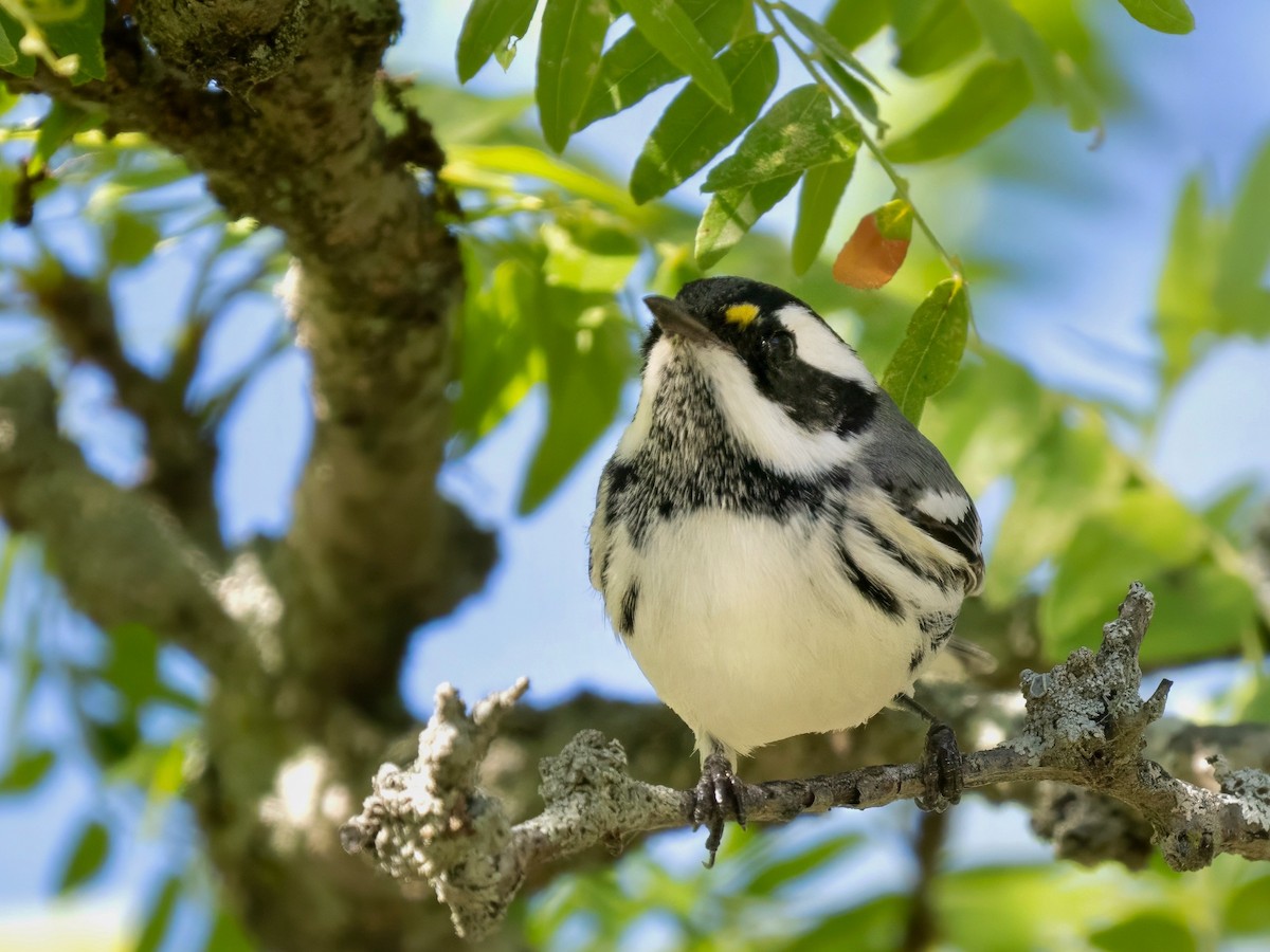 Black-throated Gray Warbler - ML643142500