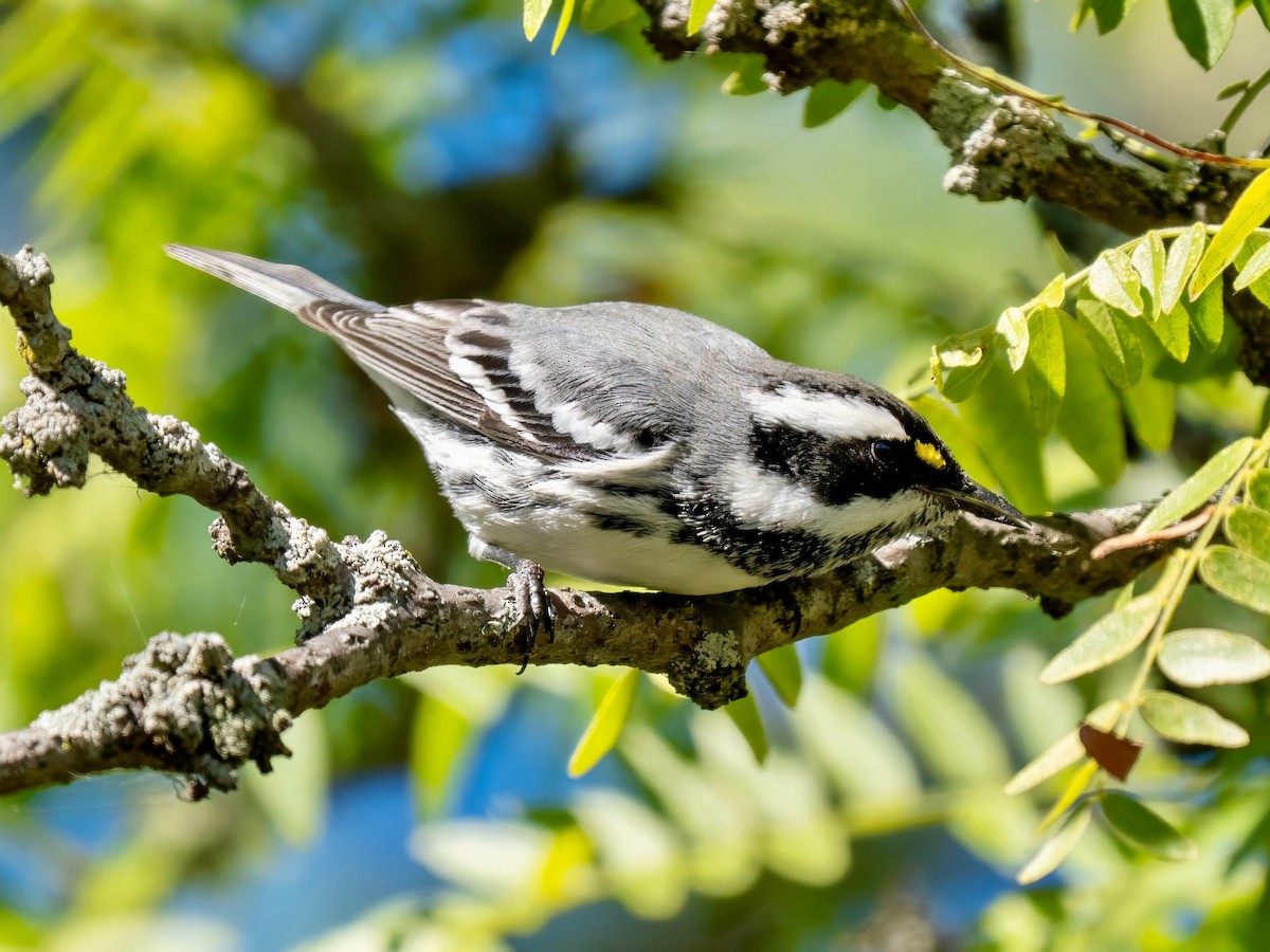 Black-throated Gray Warbler - ML643142501