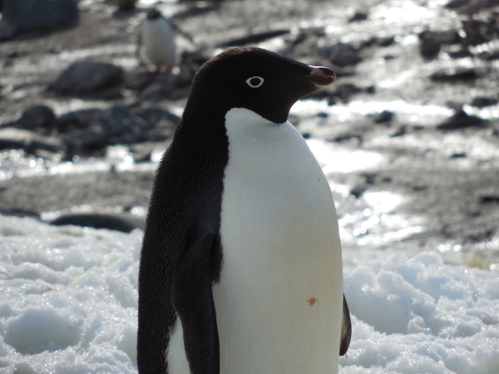 Adelie Penguin - ML643142520