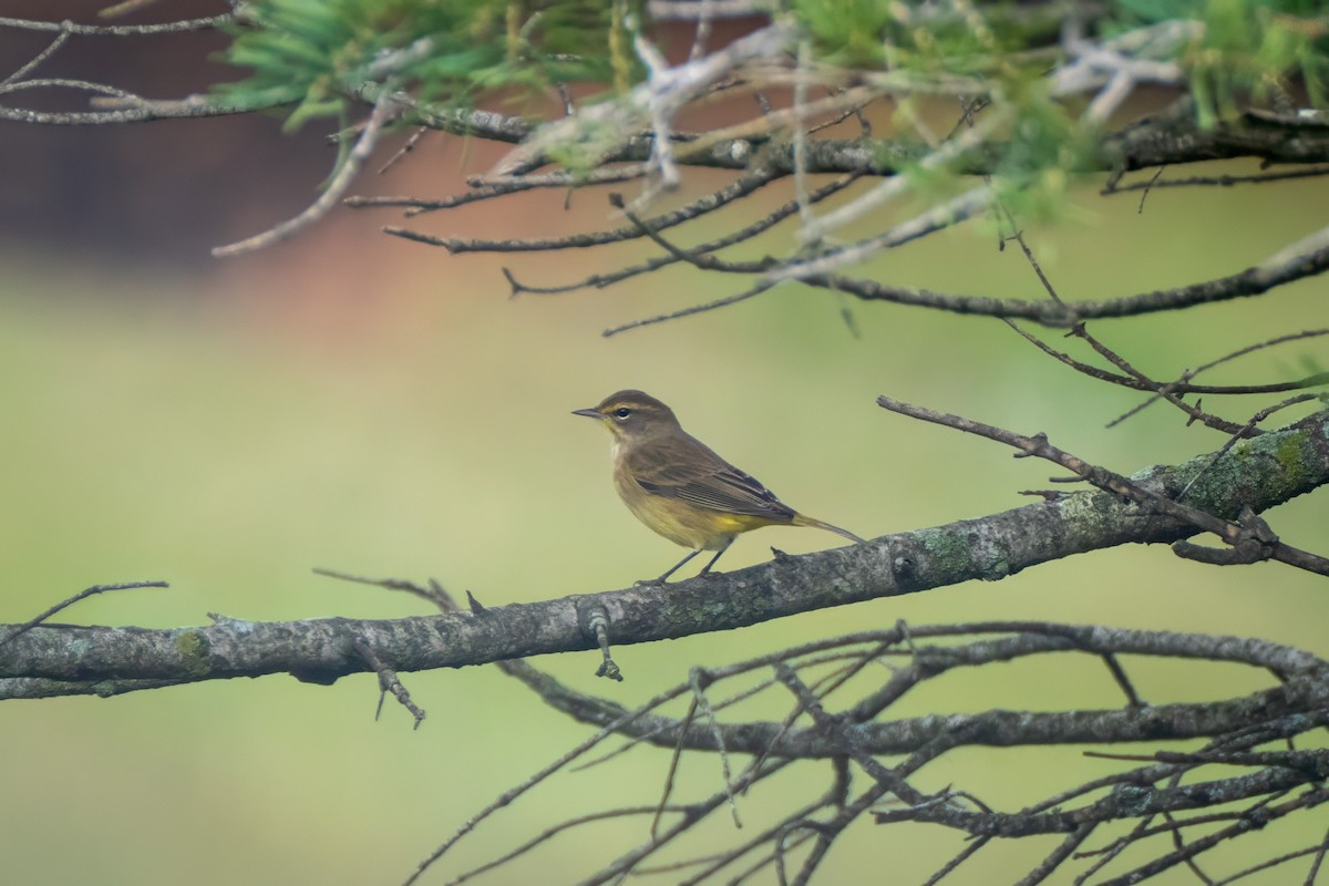 Palm Warbler - ML643142525
