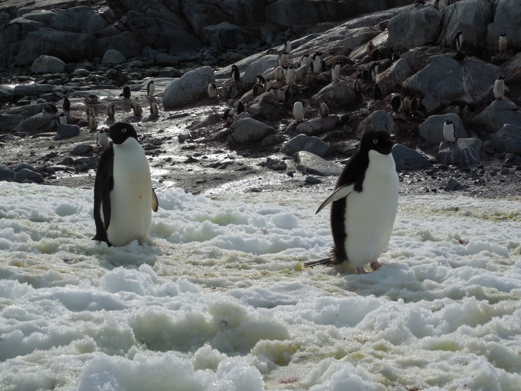 Adelie Penguin - ML643142534
