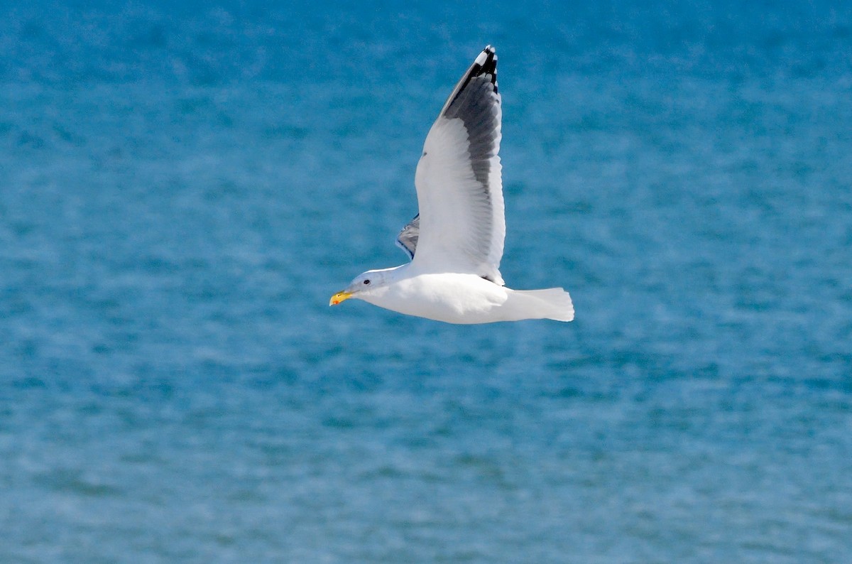 オオセグロカモメ - ML643142539