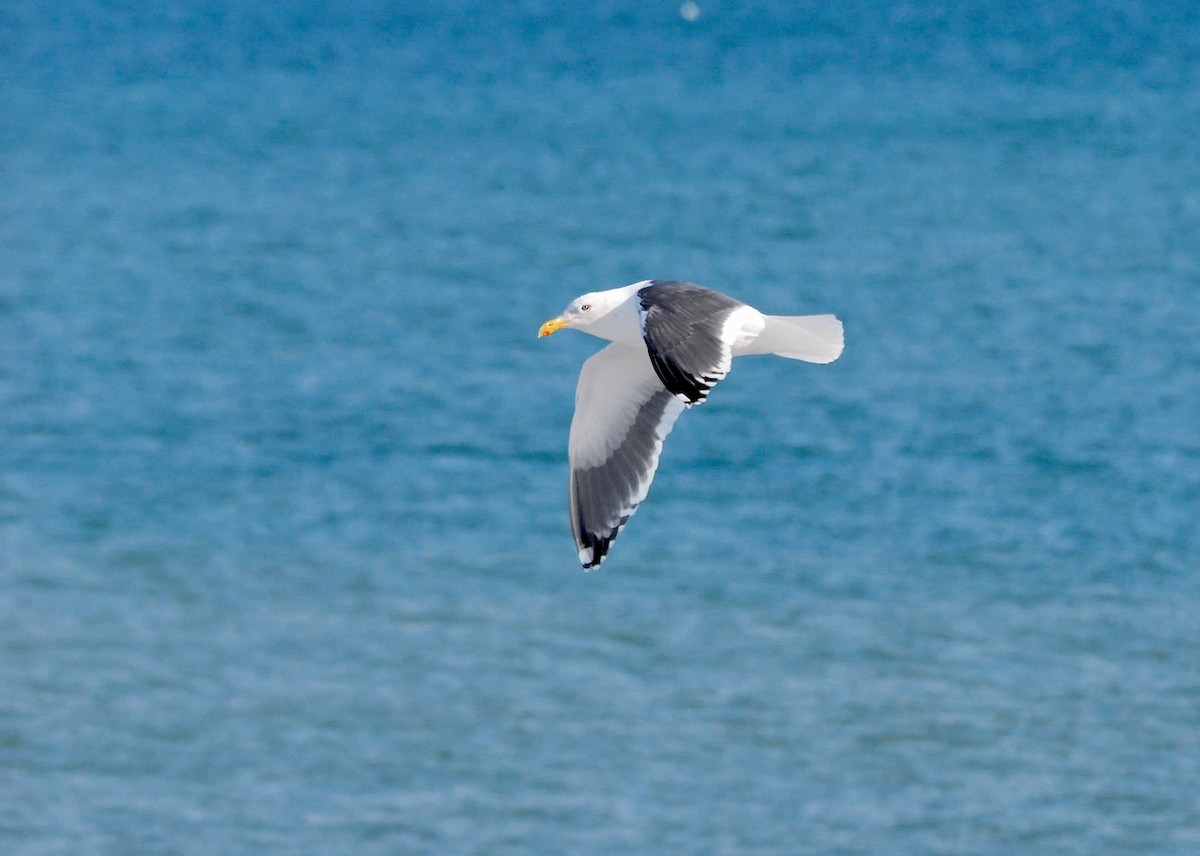 オオセグロカモメ - ML643142540