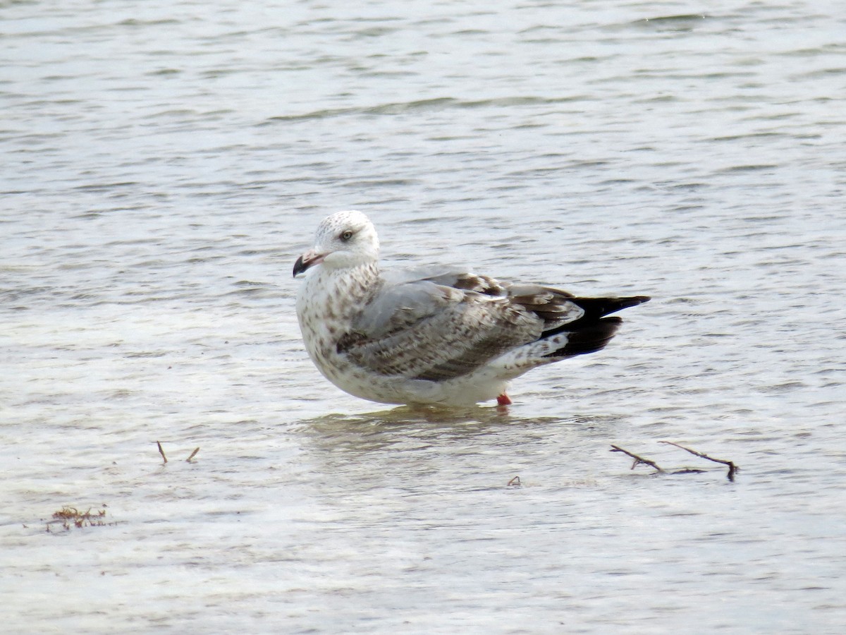 Great Black-backed Gull - ML643142554