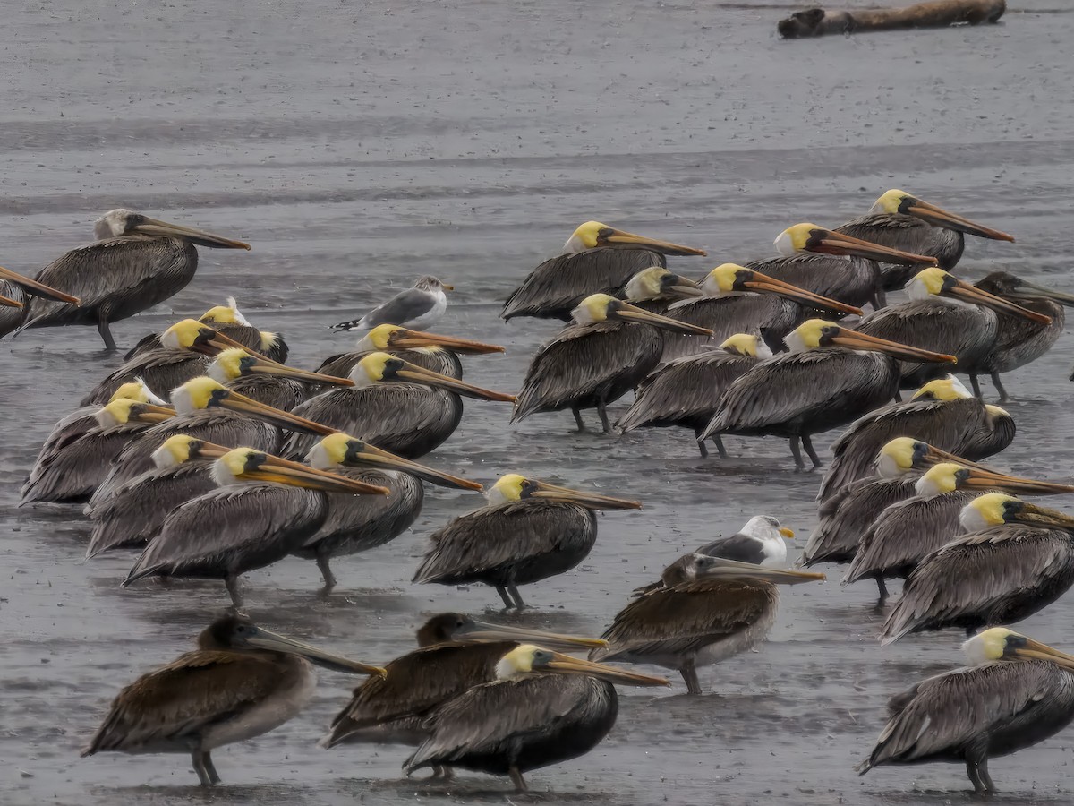 Brown Pelican - ML643142556