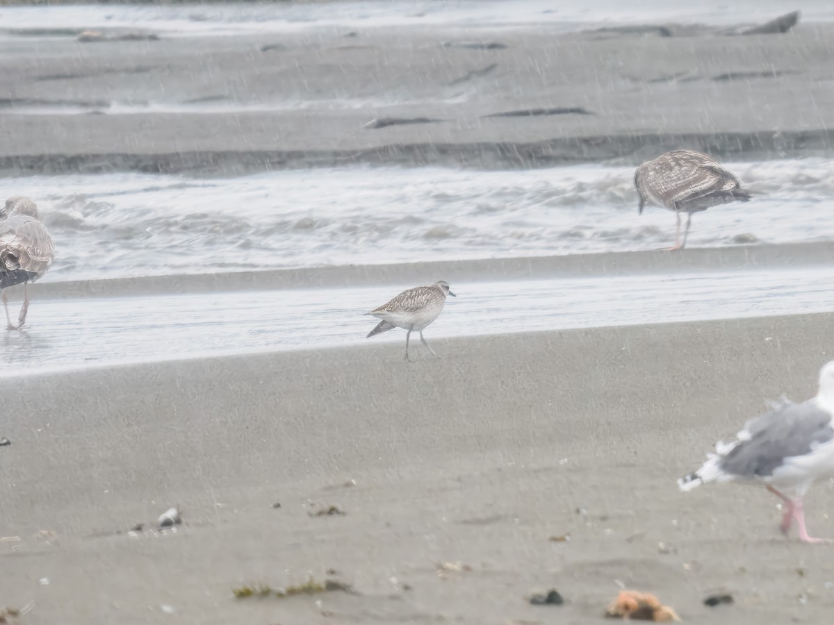 Black-bellied Plover - ML643142561