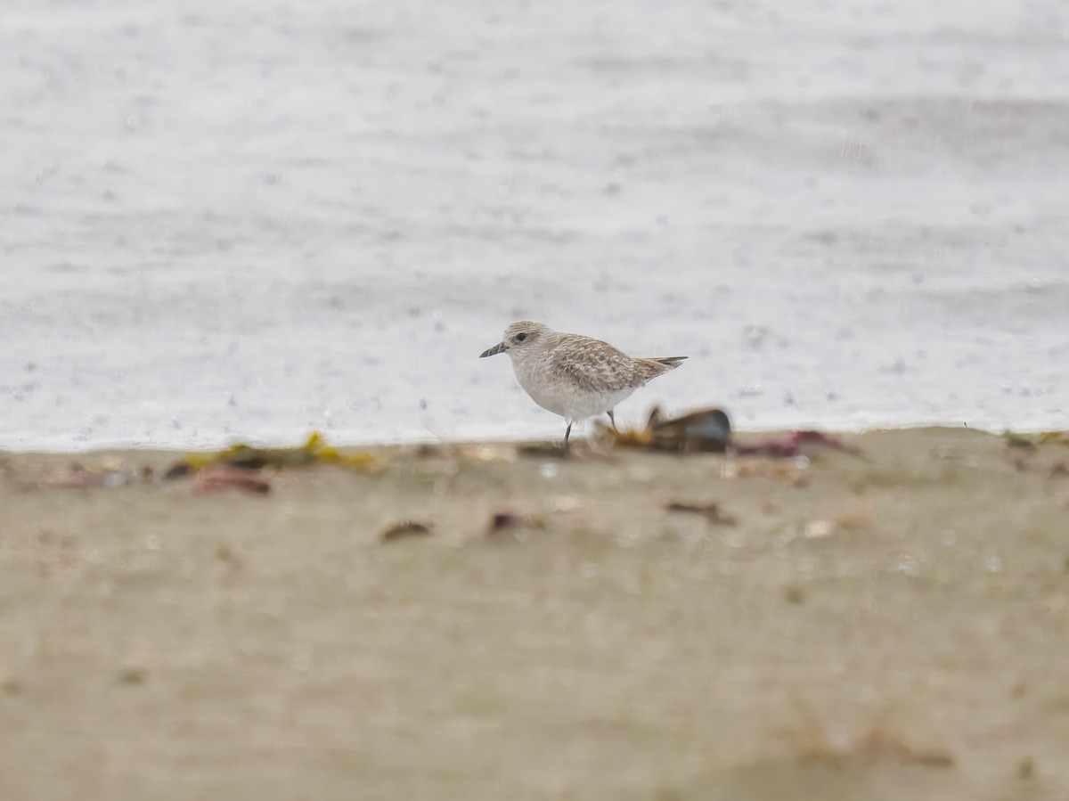 Black-bellied Plover - ML643142562