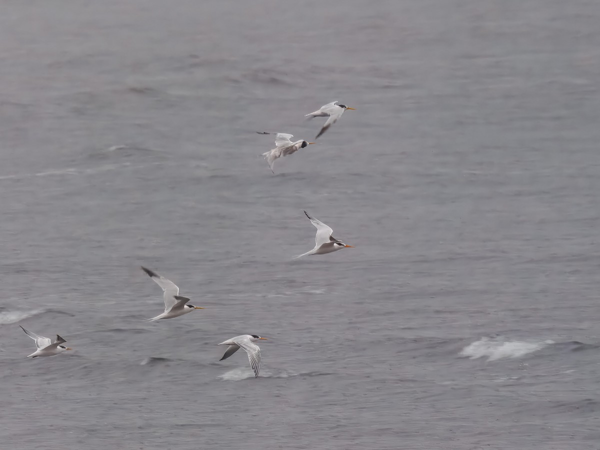 Elegant Tern - ML643142567