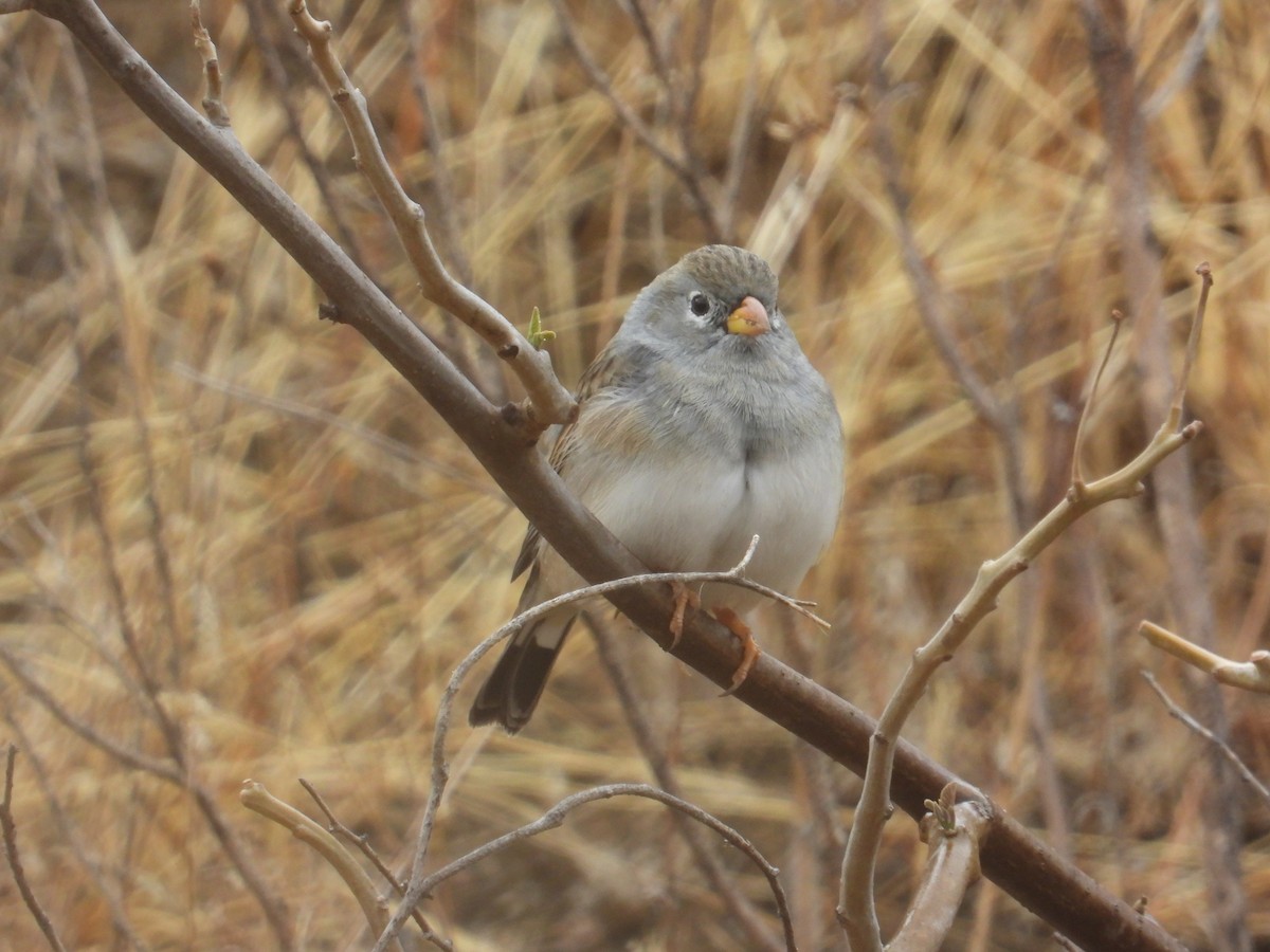 Band-tailed Sierra Finch - ML643142582