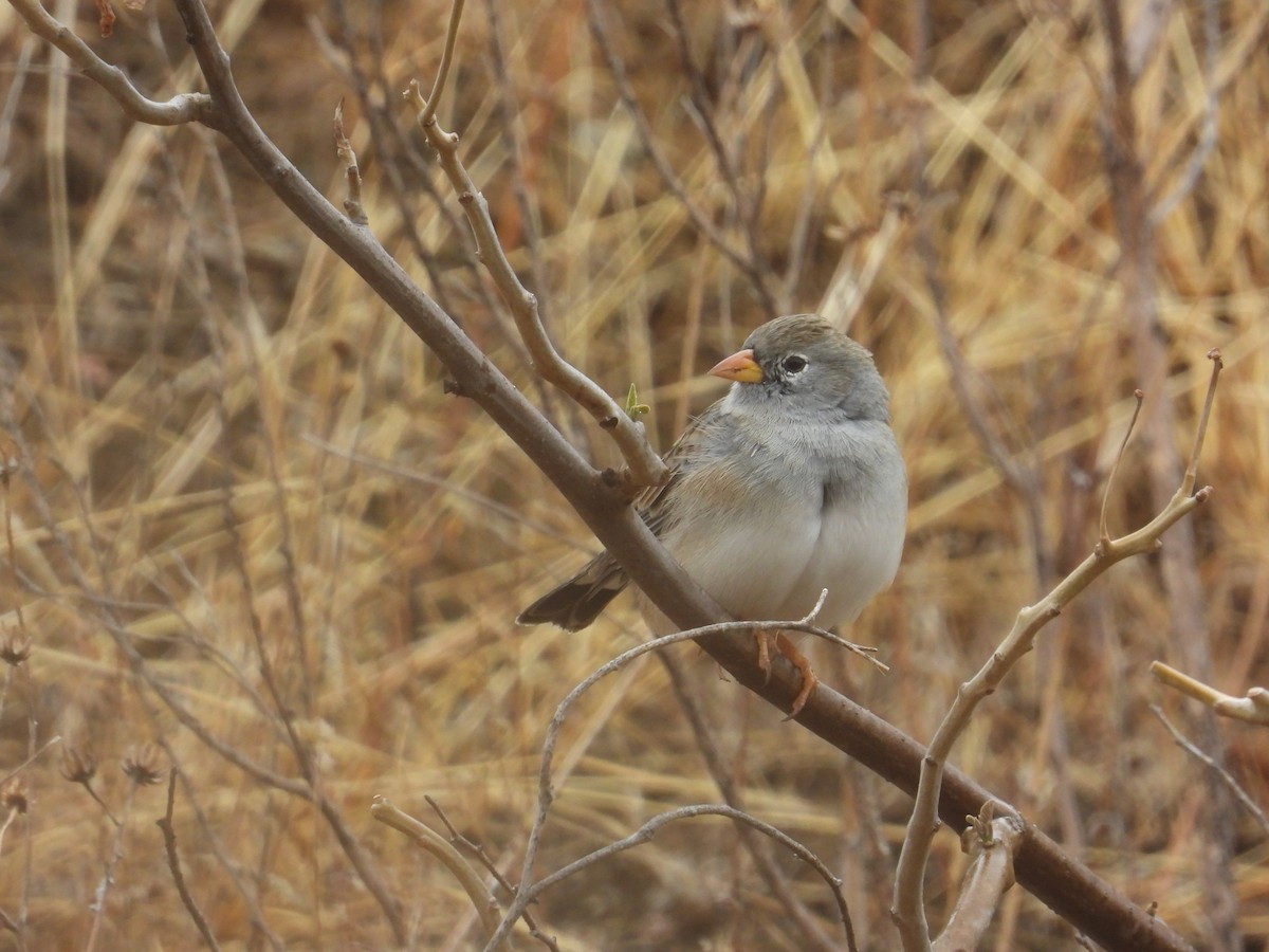 Band-tailed Sierra Finch - ML643142583