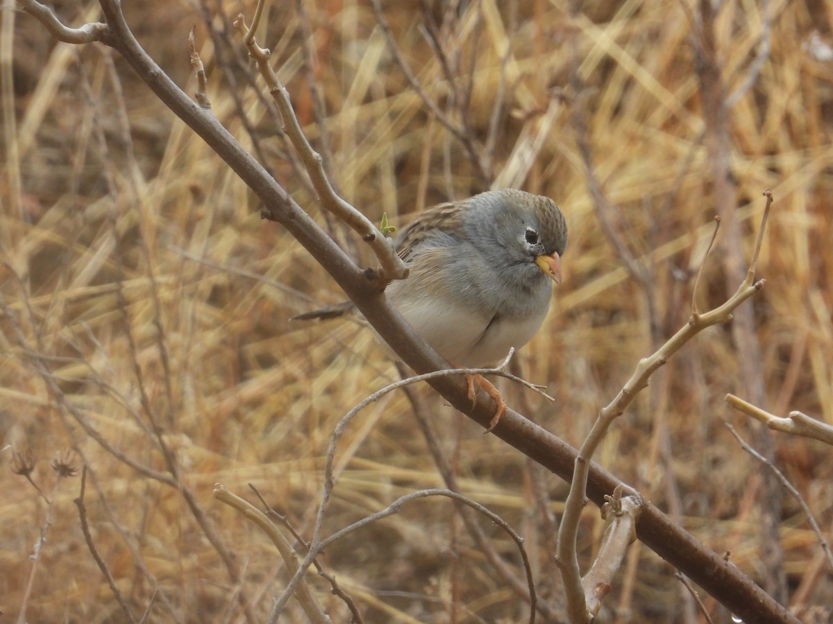 Band-tailed Sierra Finch - ML643142584