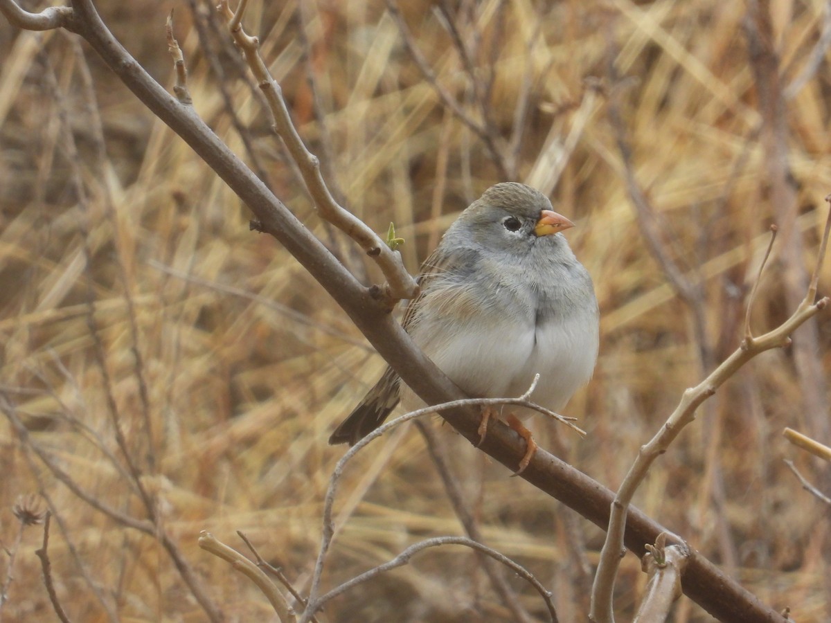 Band-tailed Sierra Finch - ML643142585