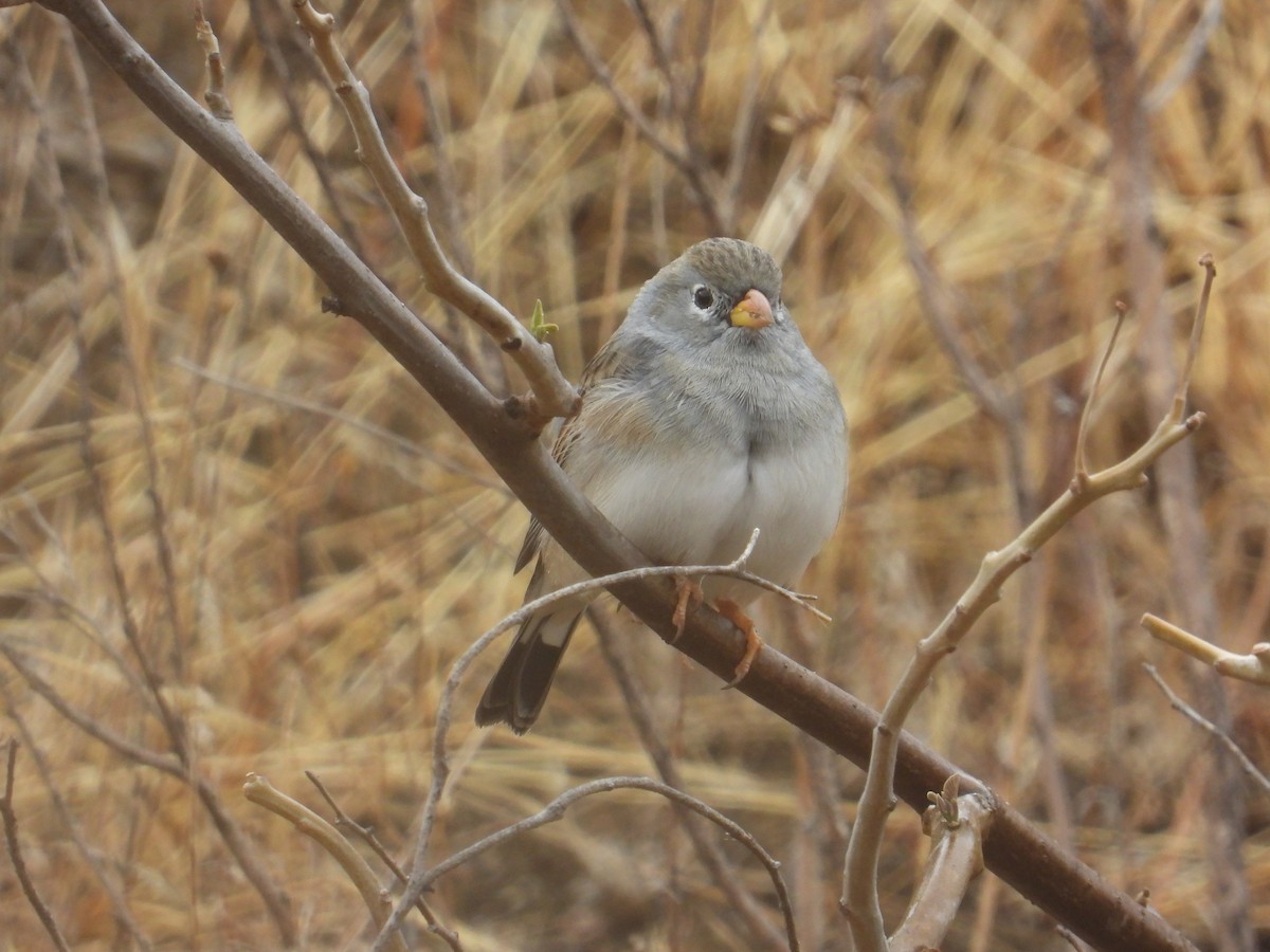 Band-tailed Sierra Finch - ML643142586