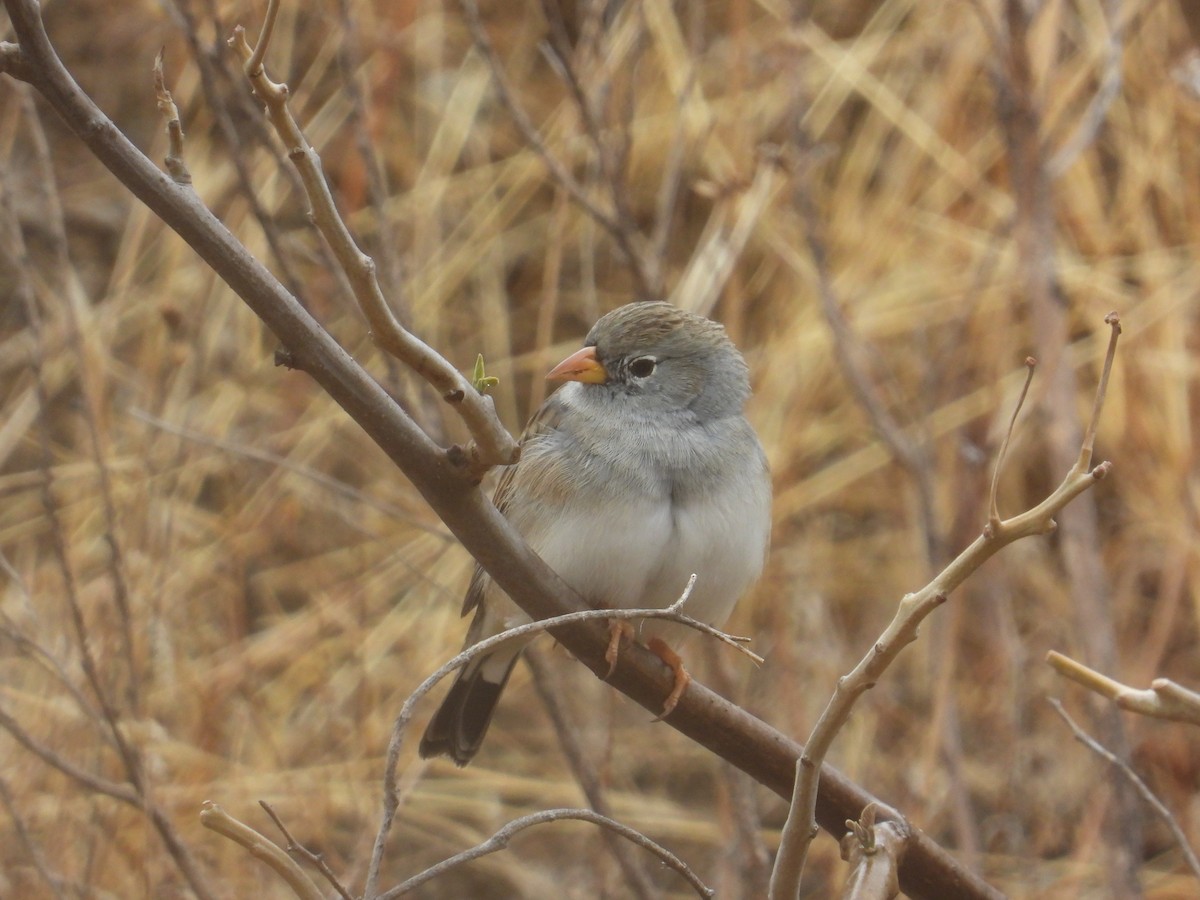Band-tailed Sierra Finch - ML643142587