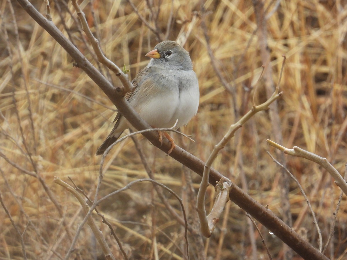 Band-tailed Sierra Finch - ML643142588