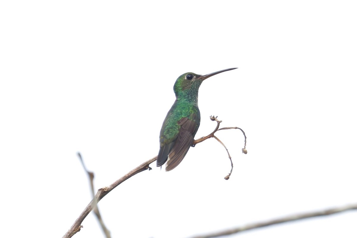 Glittering-throated Emerald - ML643142590