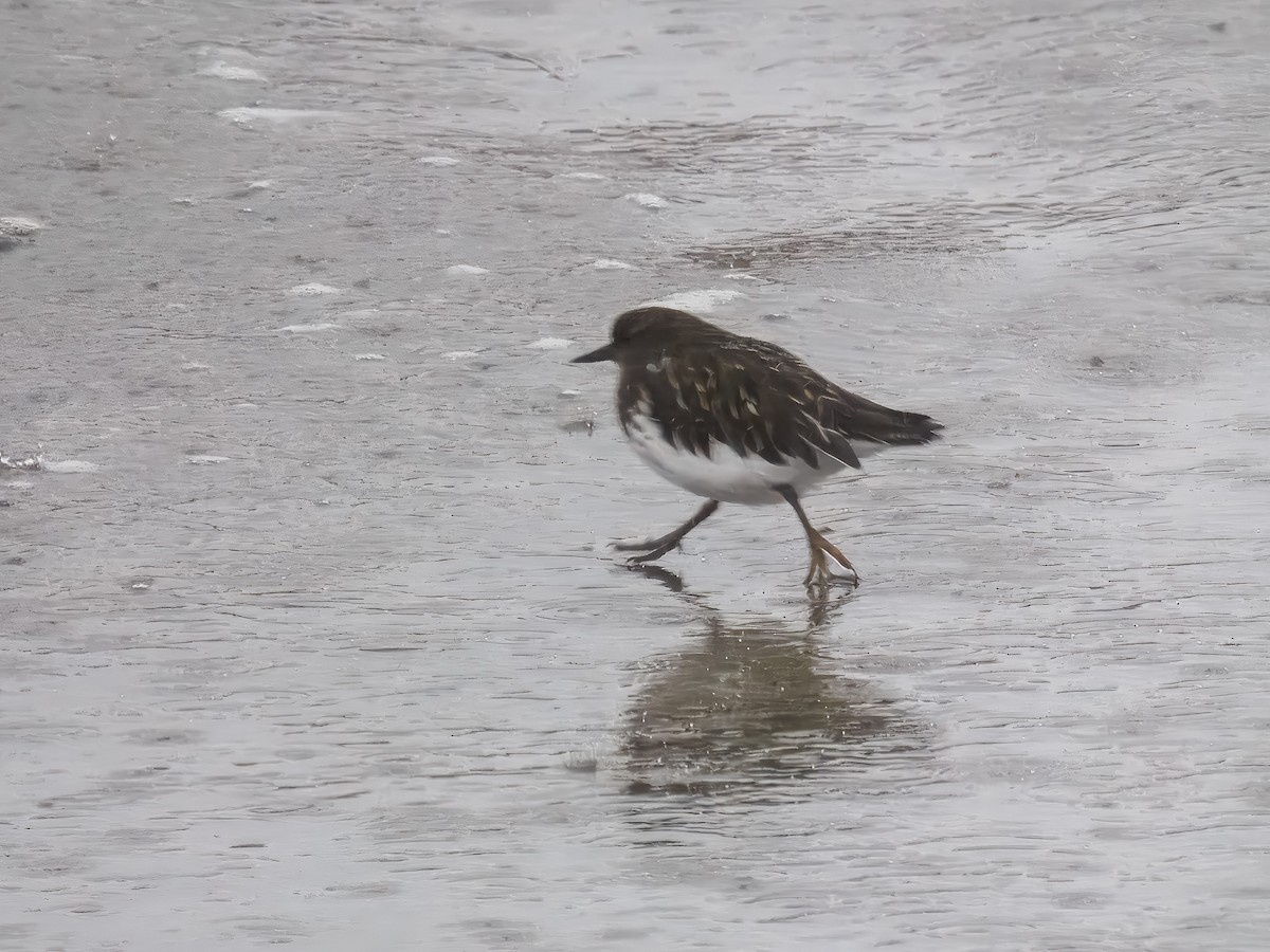 Black Turnstone - ML643142600