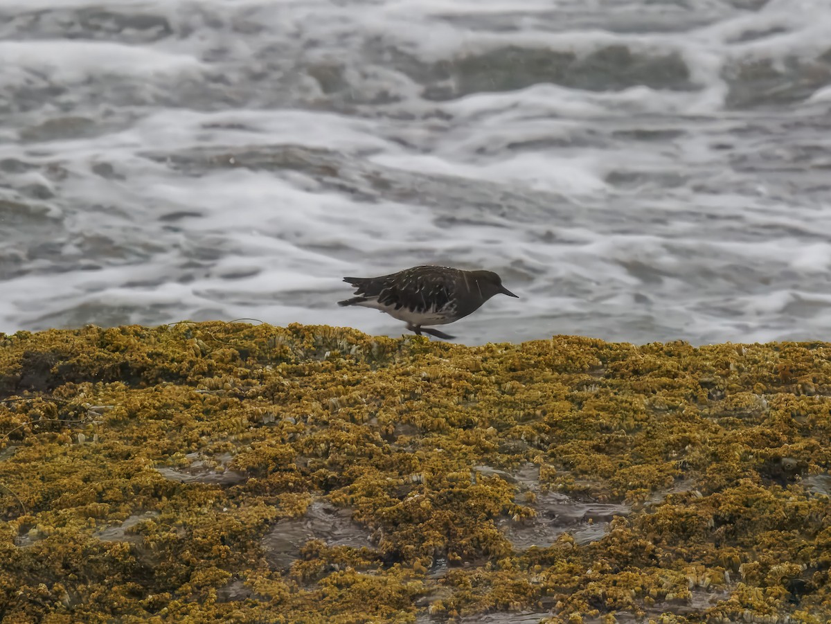 Black Turnstone - ML643142601