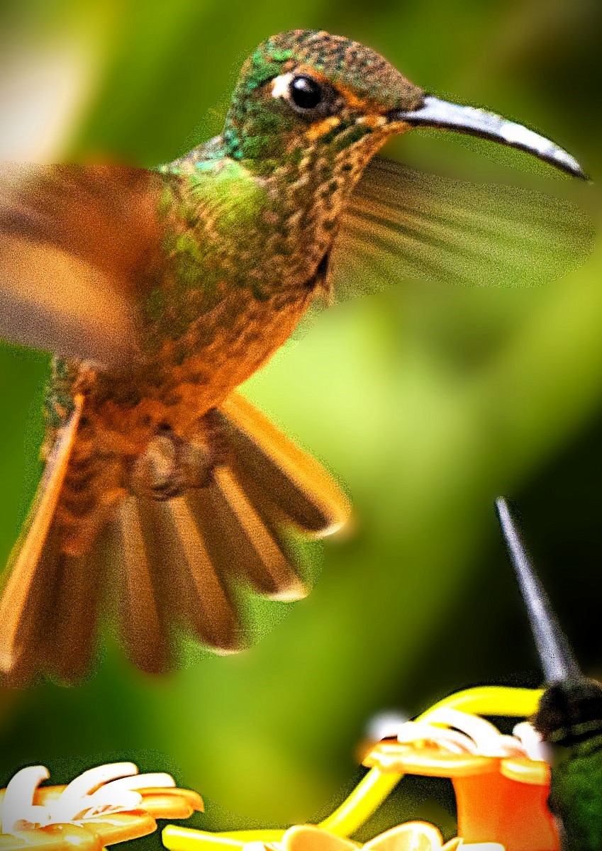 Fawn-breasted Brilliant - ML643142603
