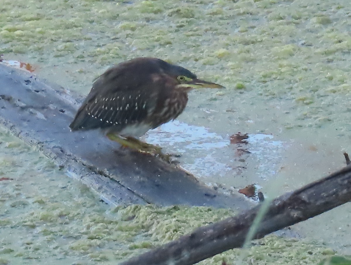 Green Heron - ML643142609