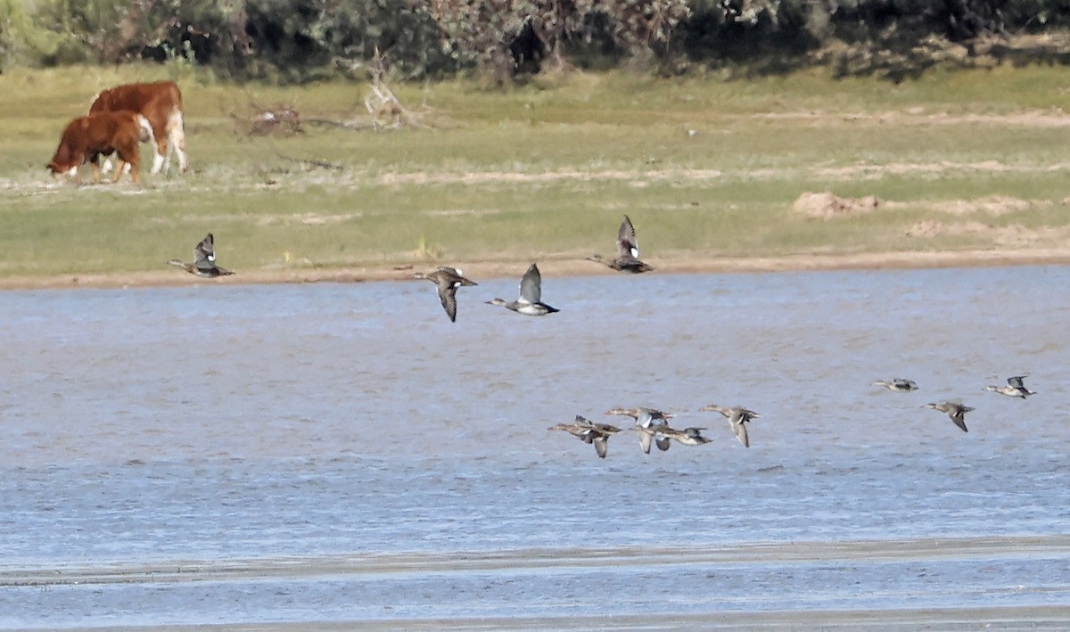Gadwall - ML643142616