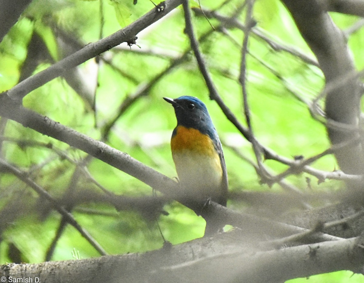 Blue-throated Flycatcher - ML643142617