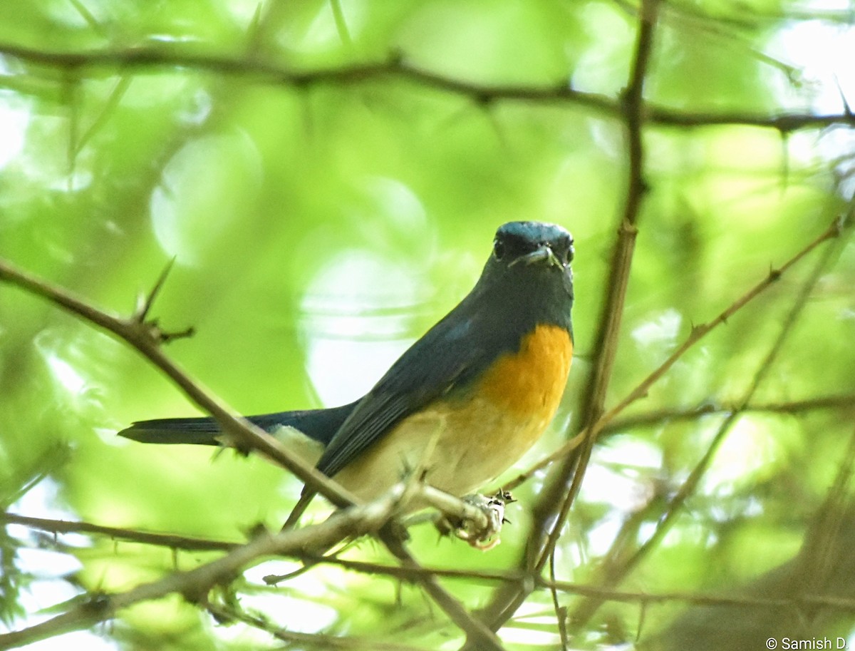Blue-throated Flycatcher - ML643142618