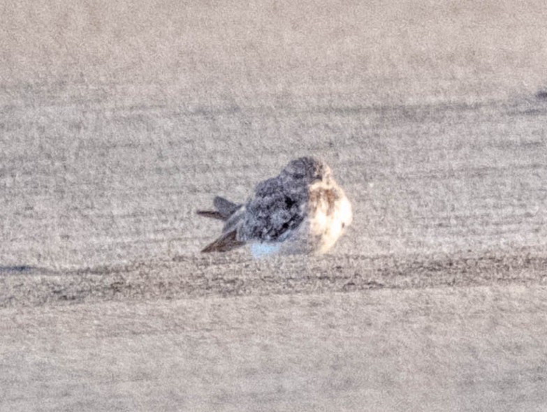 Sand-colored Nighthawk - ML643142648