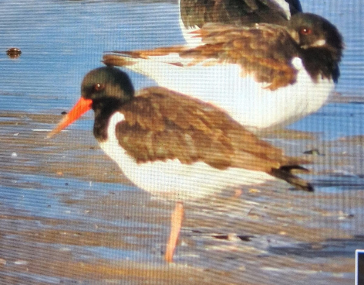 Алаг хясаач - ML643142656