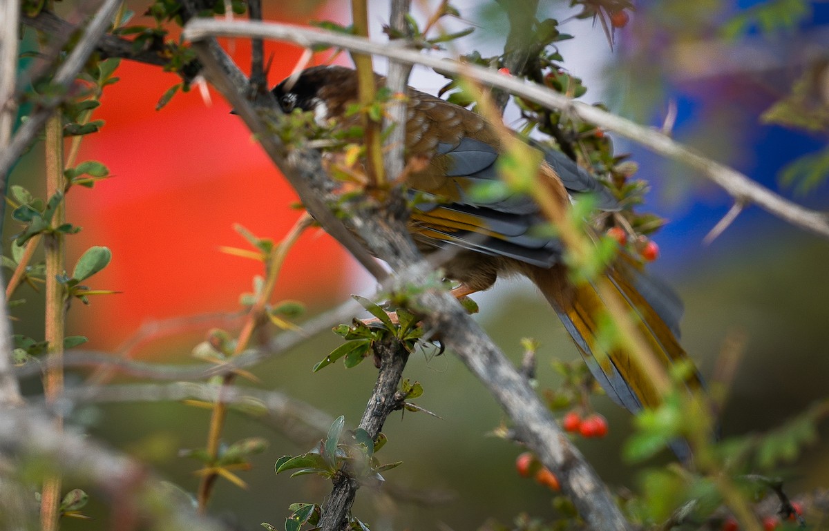 Black-faced Laughingthrush - ML643142660
