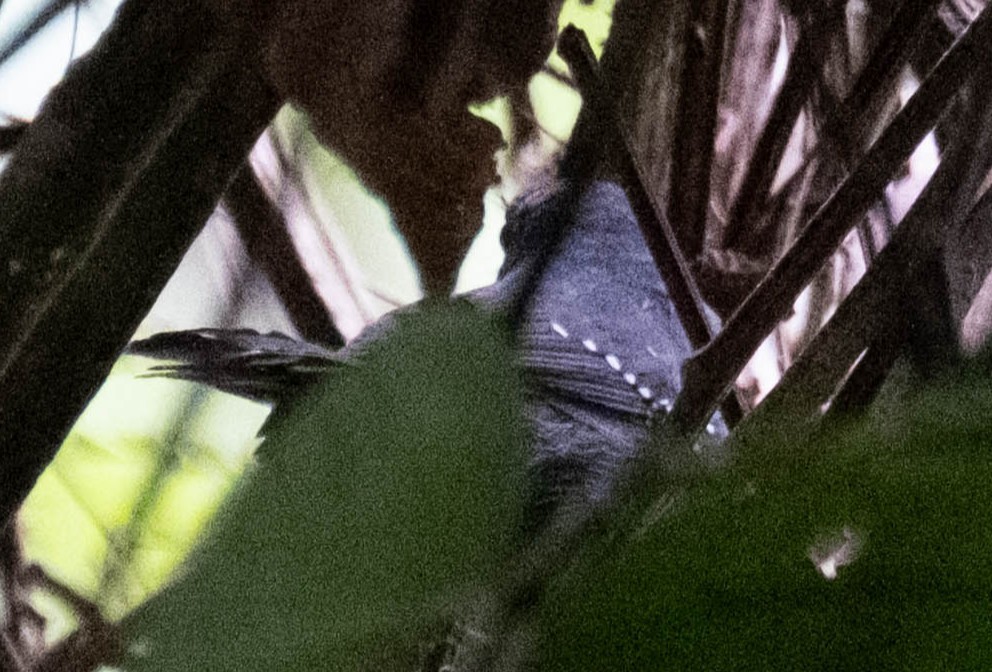 Spot-winged Antbird - ML643142671