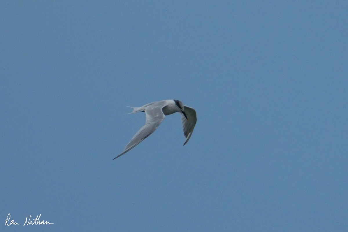 Sandwich Tern - ML643142690