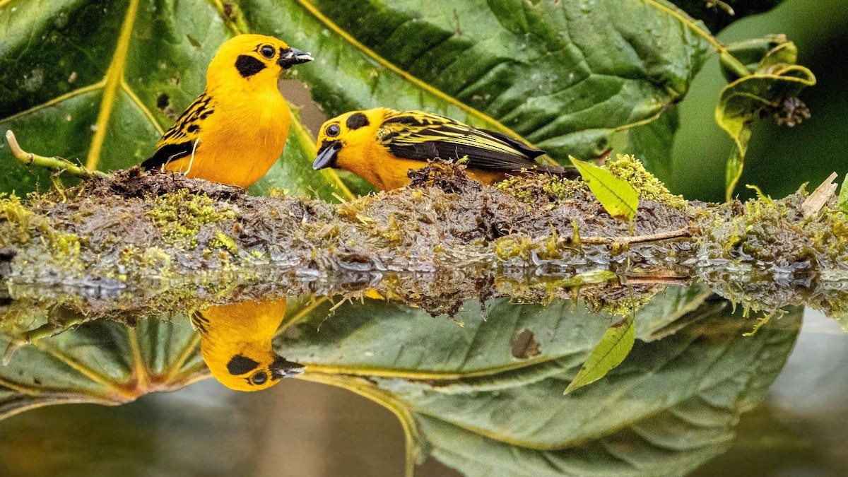 Golden Tanager - ML643142691