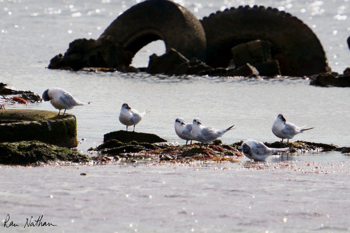 Sandwich Tern - ML643142692