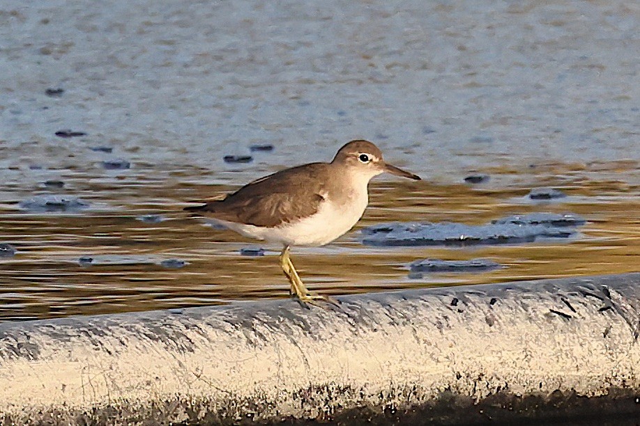 Spotted Sandpiper - ML643142693