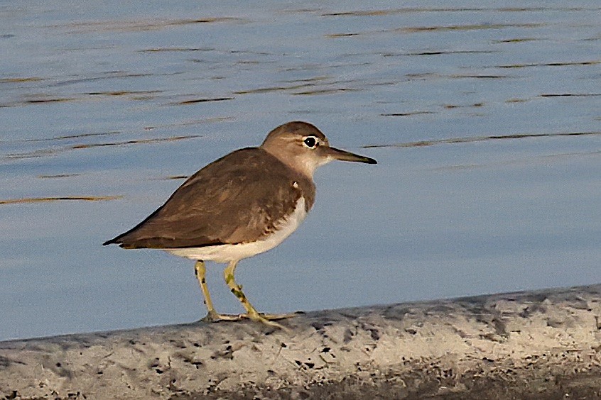 Spotted Sandpiper - ML643142695