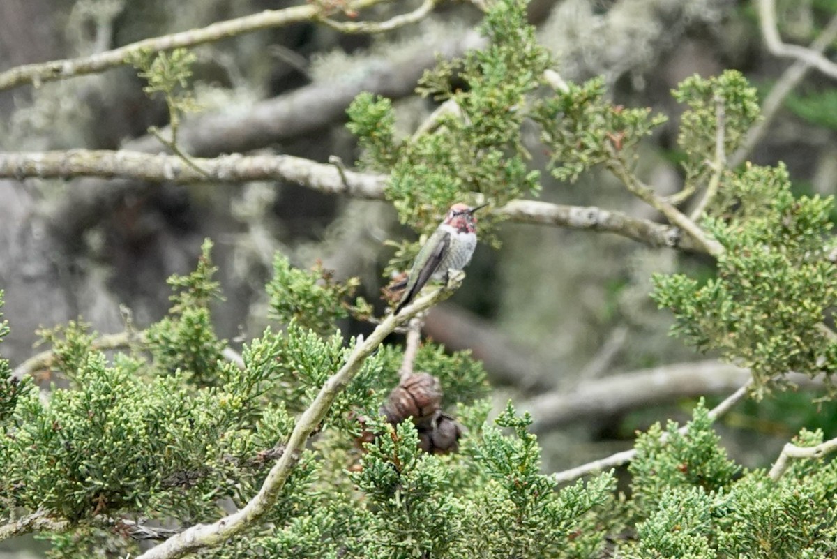 Anna's Hummingbird - ML643142710