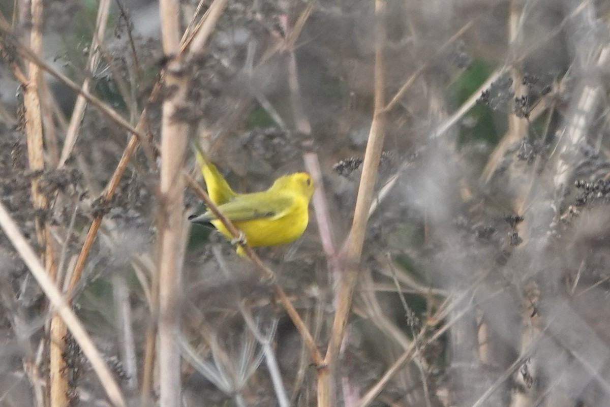 Wilson's Warbler (chryseola) - ML643142719
