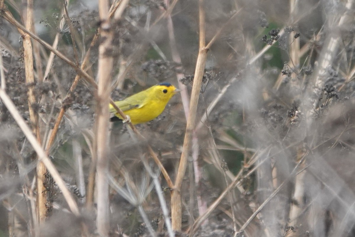 Wilson's Warbler (chryseola) - ML643142720