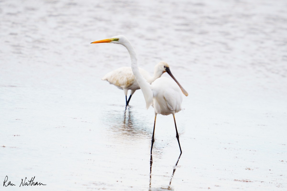 Great Egret (alba) - ML643142744