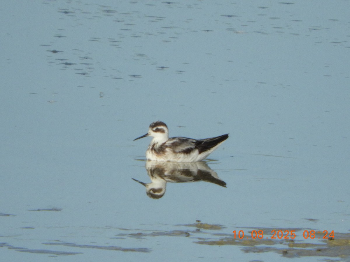 Red-necked Phalarope - ML643142762