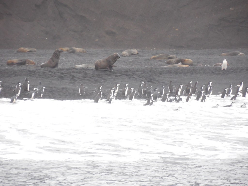 Chinstrap Penguin - ML643142778