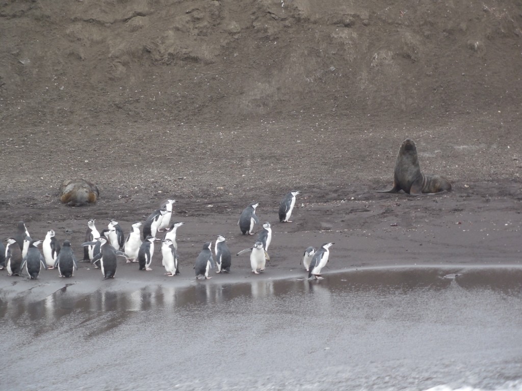 Chinstrap Penguin - ML643142783